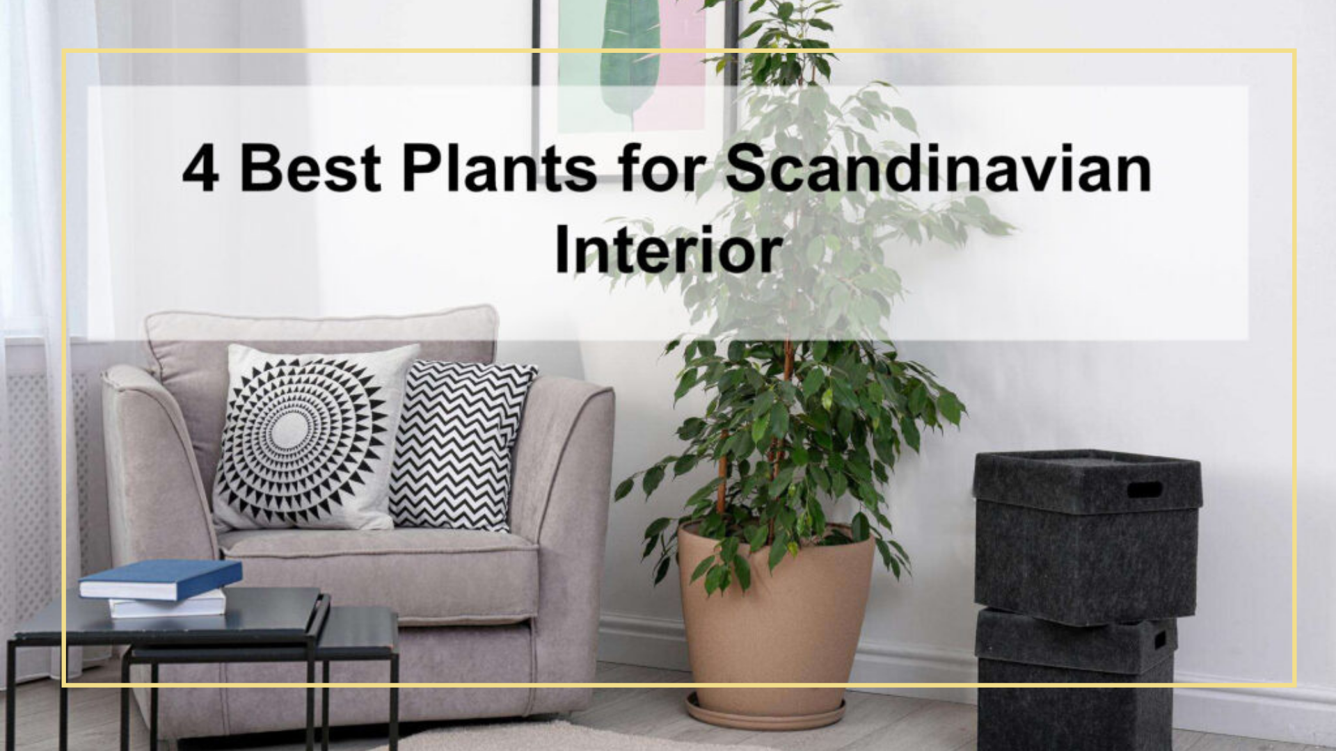 Scandinavian plants – 4 Best Plants for Scandinavian Interior