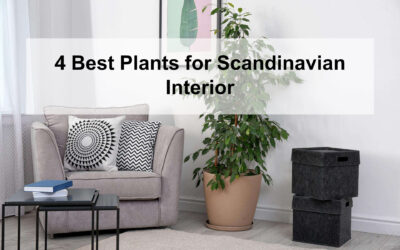 4 Best Plants for Scandinavian Interior